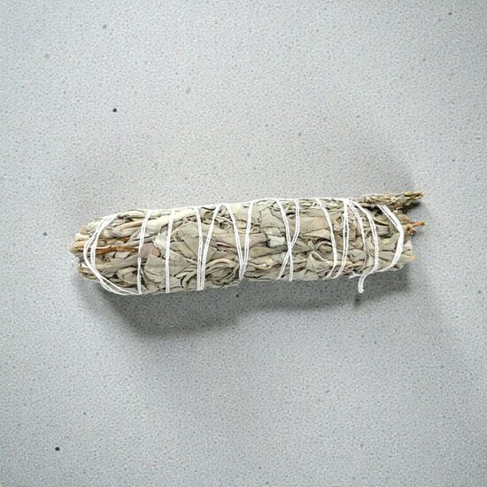 Baltās salvijas kvēpeklis 15 cm